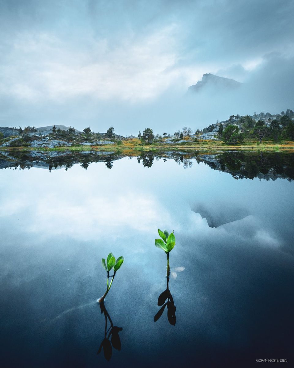 Tåkete vann som speiler himmel og fjell, med to små grønne planter som stikker opp