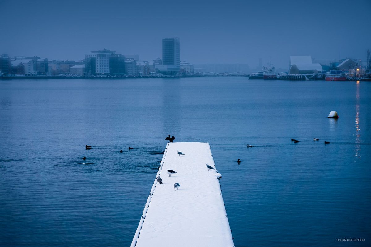 Snødekket brygge med måker og ender, bylys i disig bakgrunn