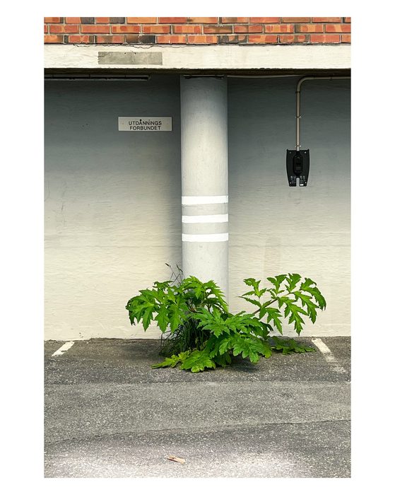Grønn plante som vokser frem gjennom asfalten under en bygning, med en hvit søyle og rørinstallasjoner